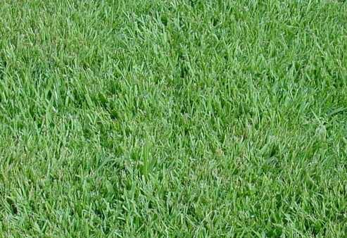 empire-zoysia1_2