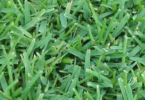 palmetto